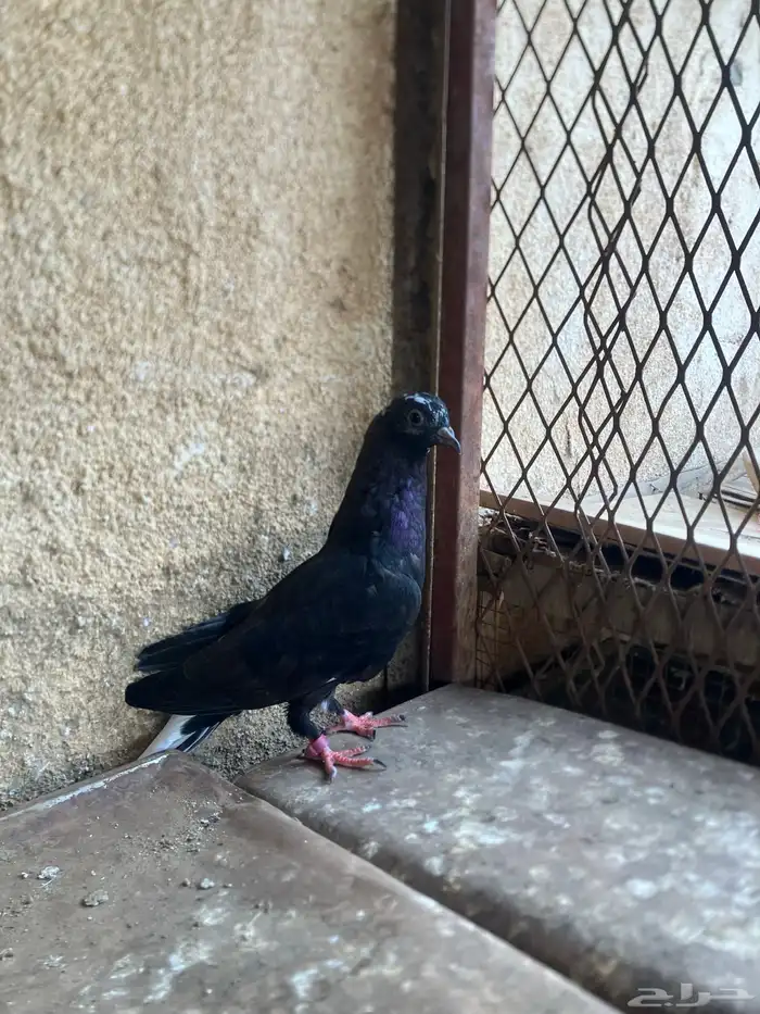 حنان قطايف 1