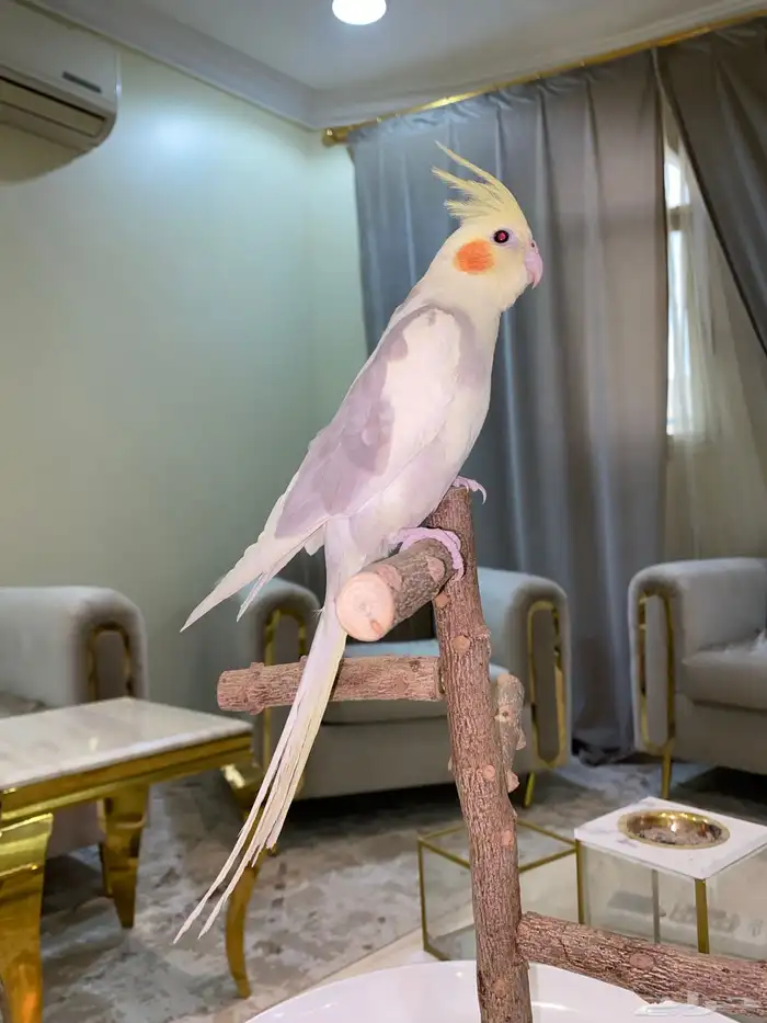 كروان اليف 1