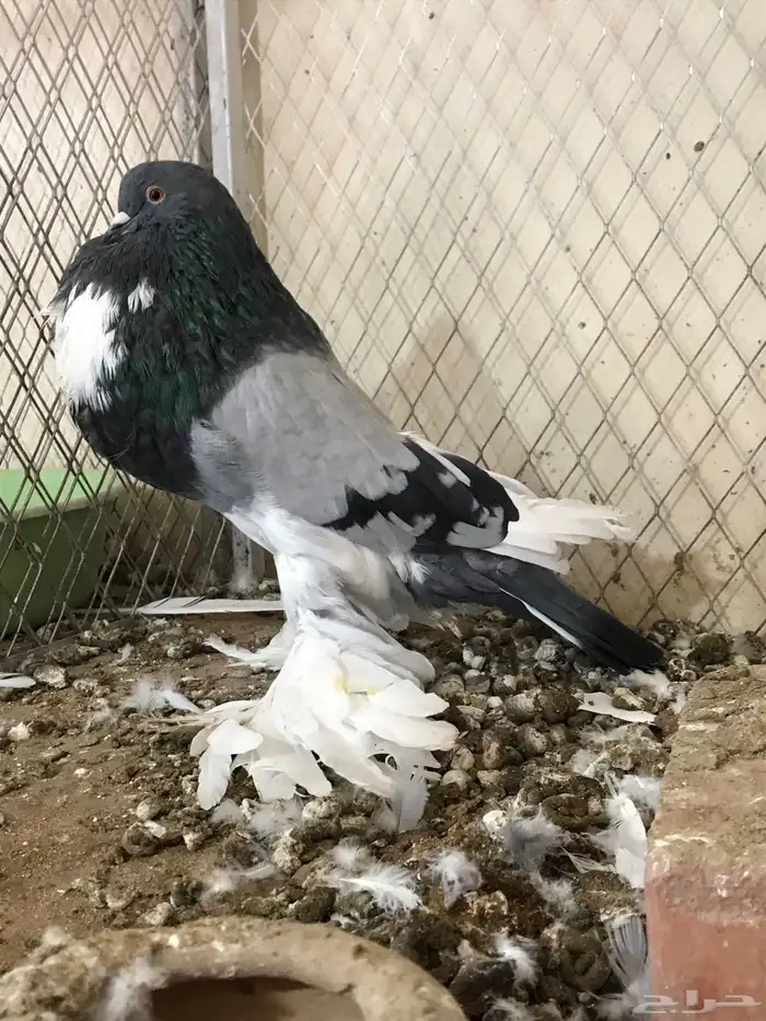 للبيع فحل ابو مريان هلال 6