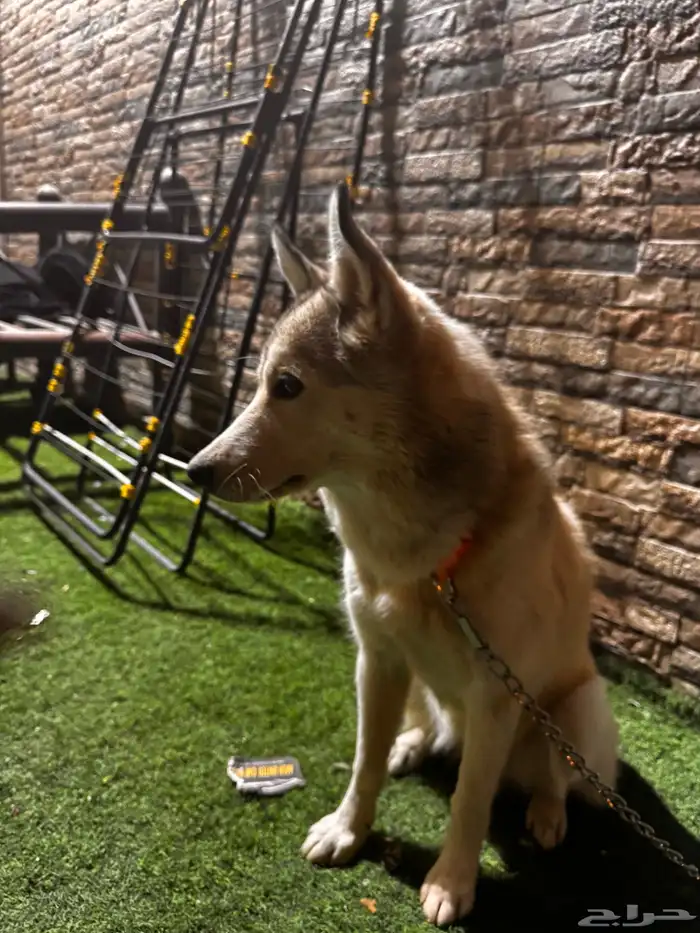 وهاسكي عمرها ثمنيه شهور واسماها لوكا والأنثى 2