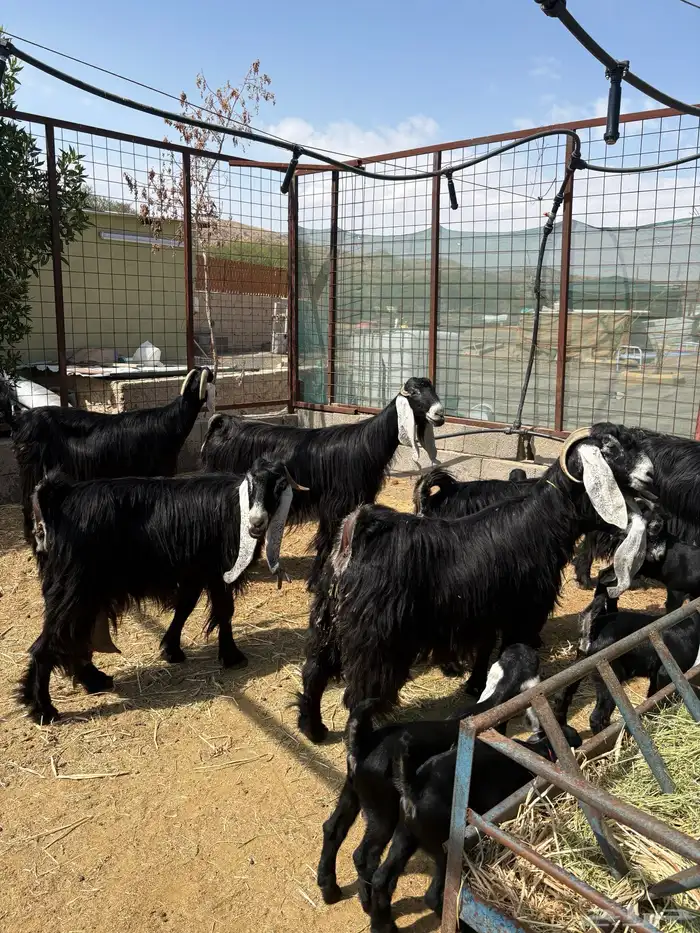 معزا عوارض صنف متاويم 3