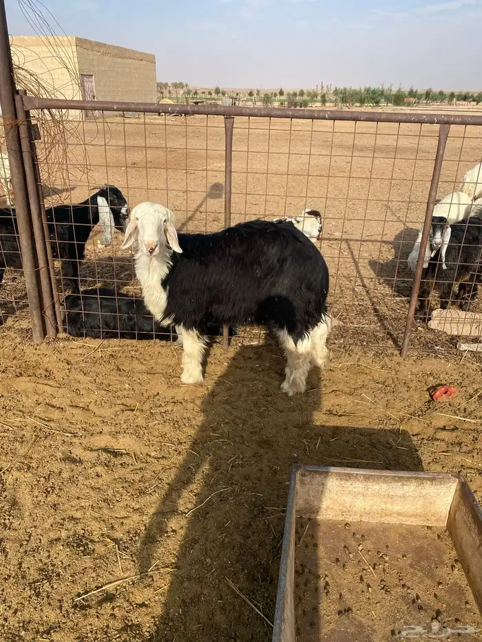 ثلاث خرفان ورخل 7