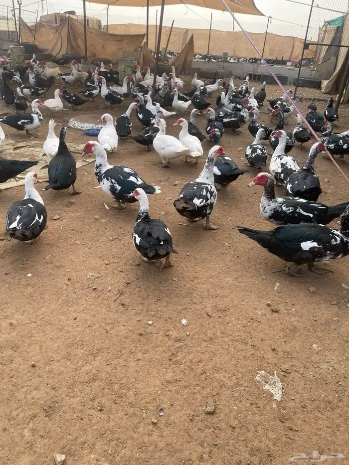 بط بح مكسوفي 9