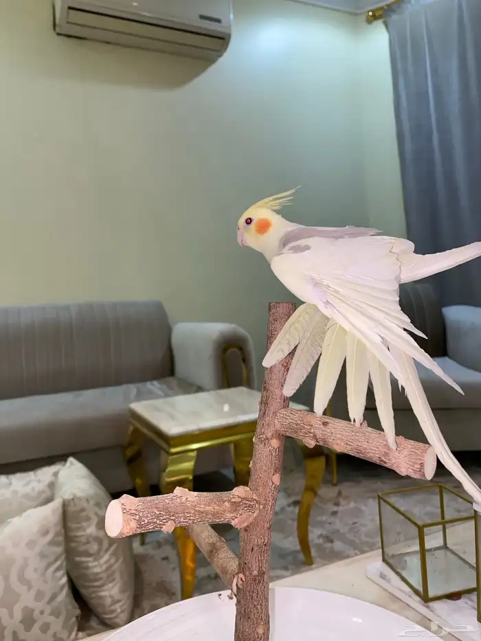 كروان اليف 3