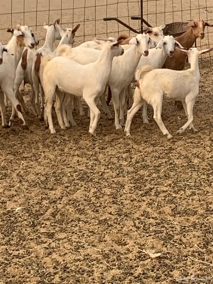 للبيع معزا جفار بيشيات برص ومعزا دهم 15