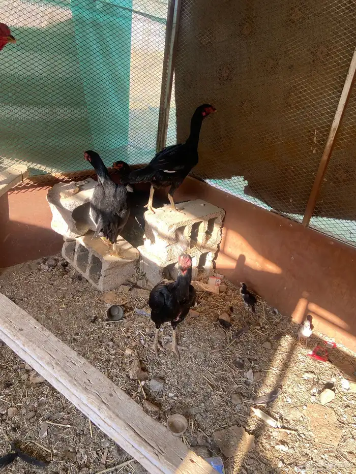 دجاج شامو اسود لاماع 13