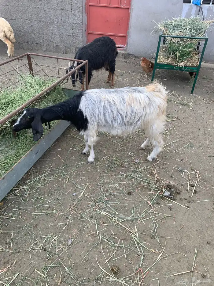 معزا ولد وقرايب 3