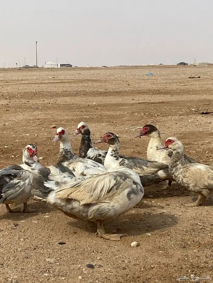 ديك ودجاج رومي وبط بح 2