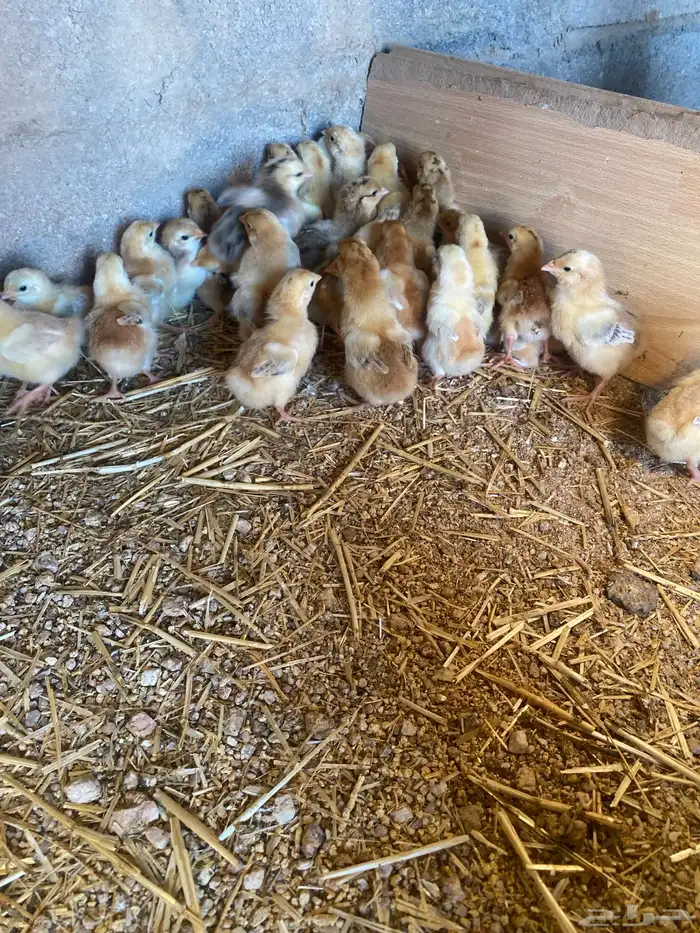 للبيع صوص تركي 4