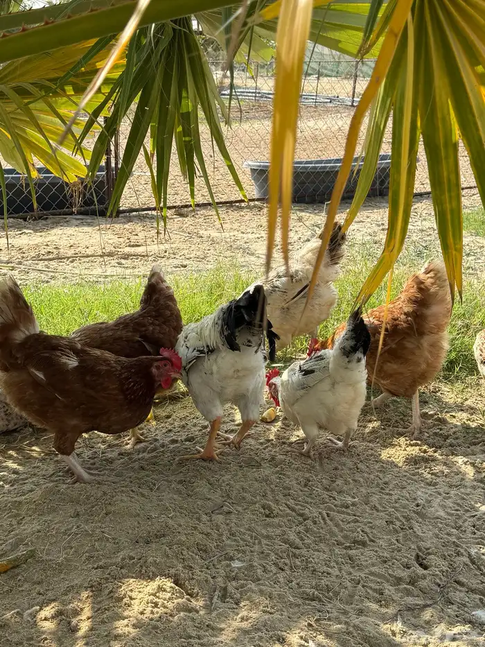 أطباق بيض تفقيس (تركي-كلومبي-فرنسي) 3