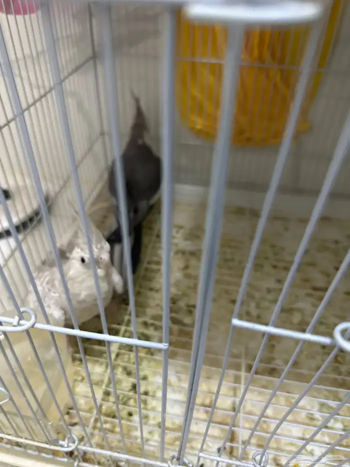 كروان جوز جاهز للبيض والإنتاج على السوم بصحه جيدا جدا 1