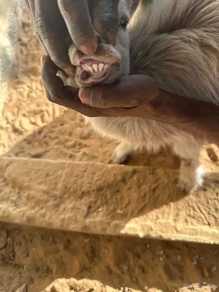 ماعز للبيع 2