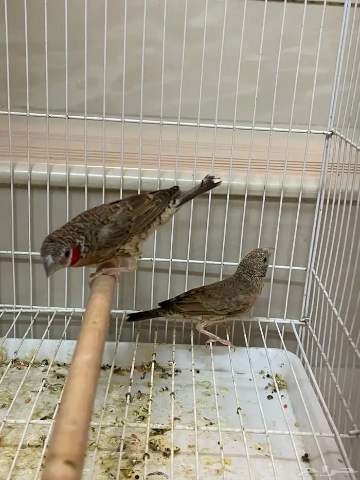 جوز مذبوح فنش 4