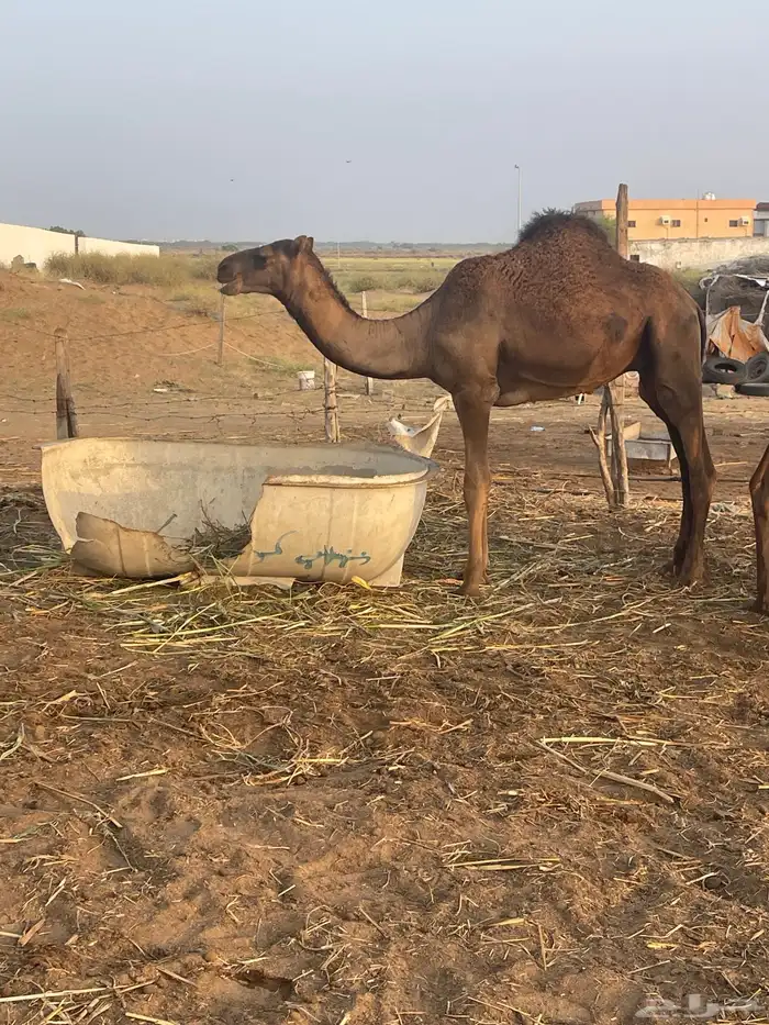 قعود للبيع 1