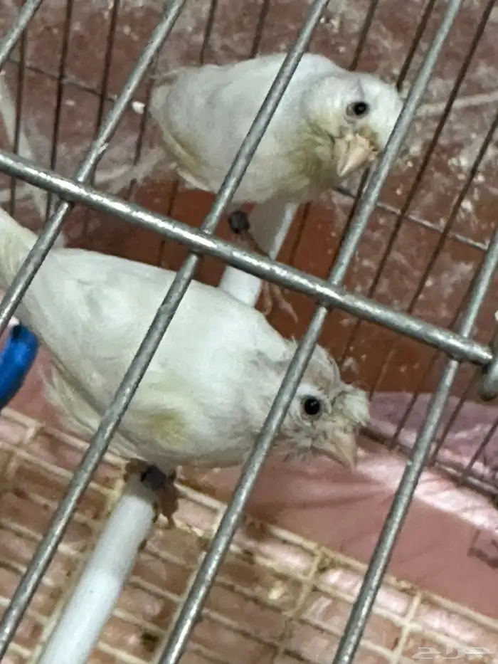 جوز كناري سوري منتج مع فرخين 0