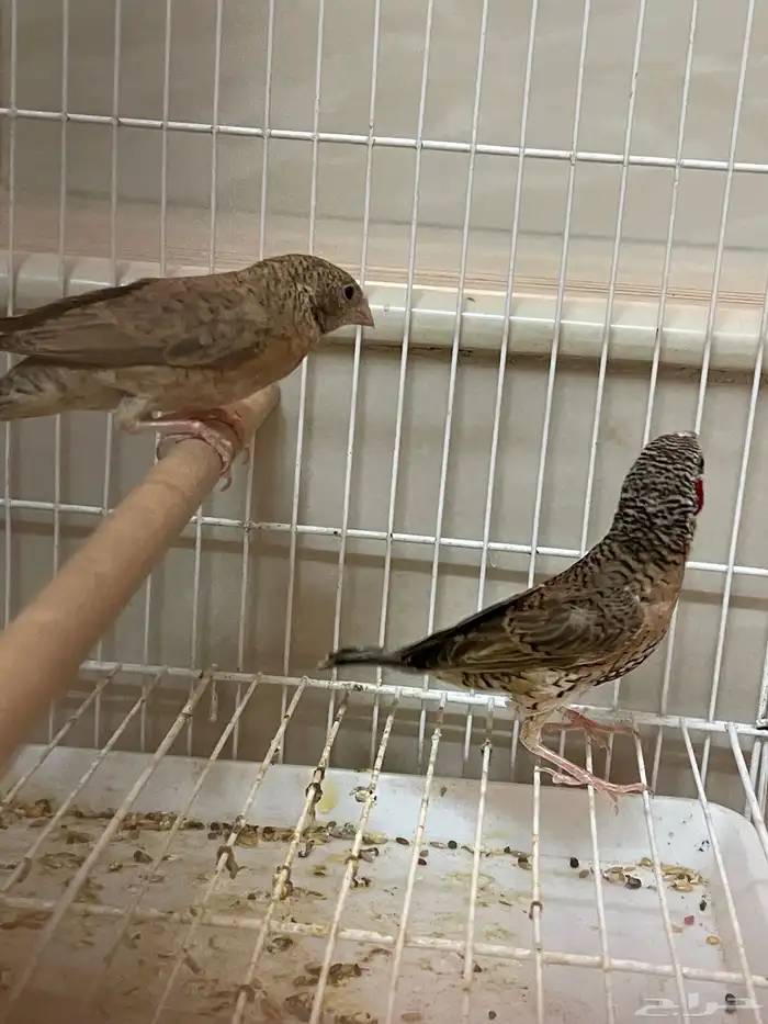 جوز مذبوح فنش 3