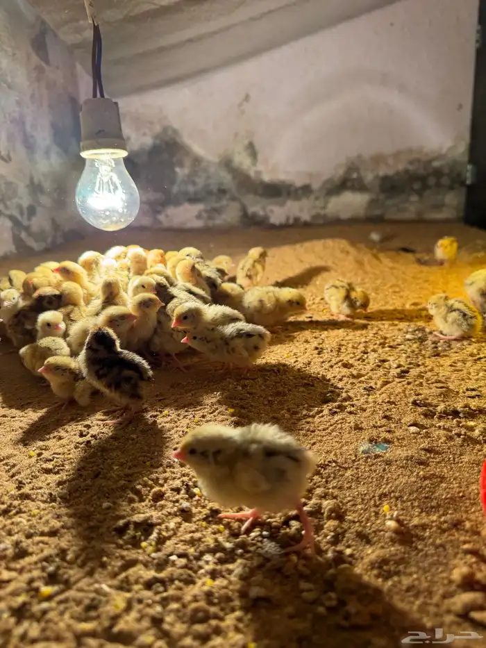 صوص صيصان سمان فري مريعي 8