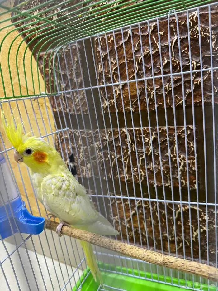 عصافير كروان 1