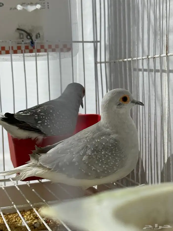 يمام ماسي زوجين على الشرط 6