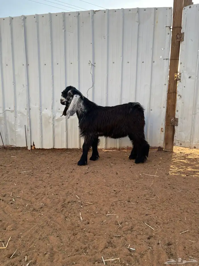 جذع فحل عارضي(تم البيع) 0