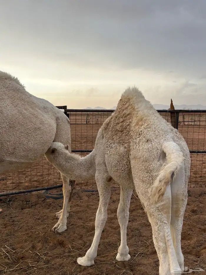 حاشي للبيع 0