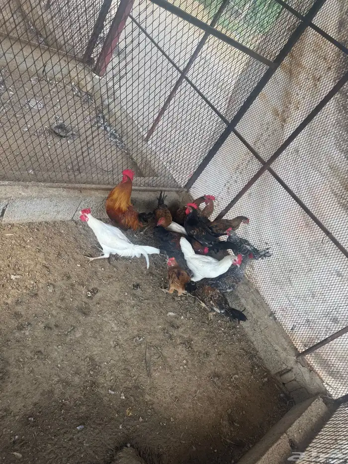 ديوك بلدي للبيع 1