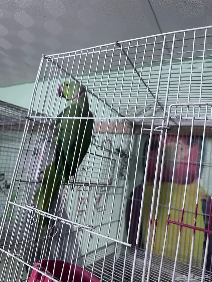 زوج طيور دره 3