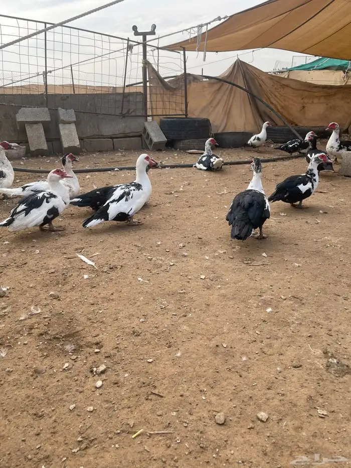 بط بح مكسوفي 7