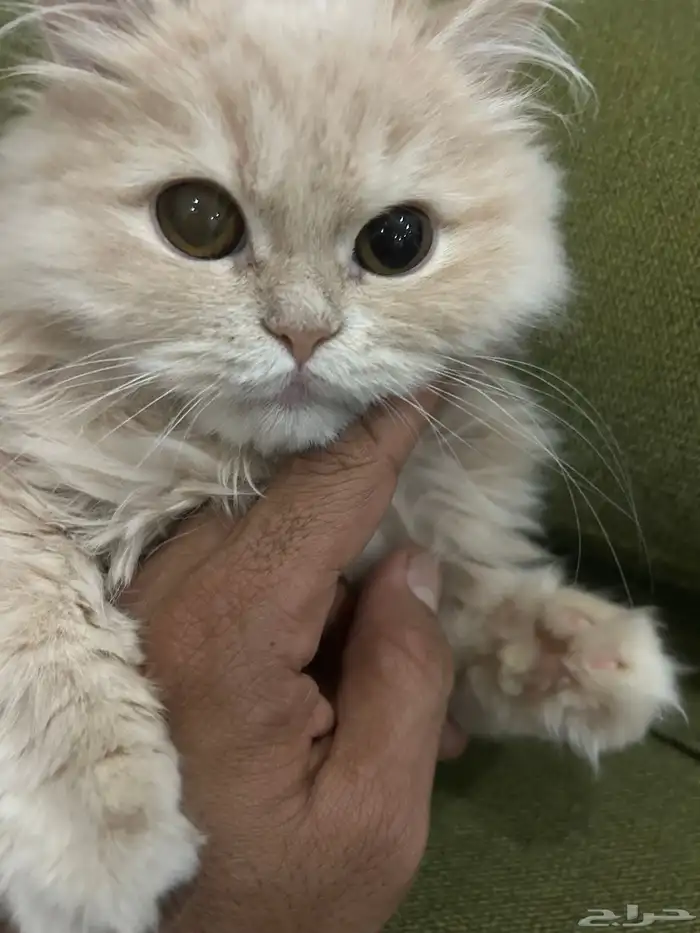 قطة نادرة شيرازي امريكي 0