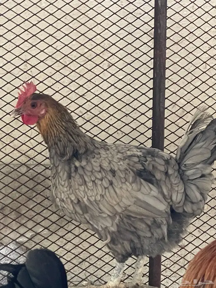 دجاج للبيع 2