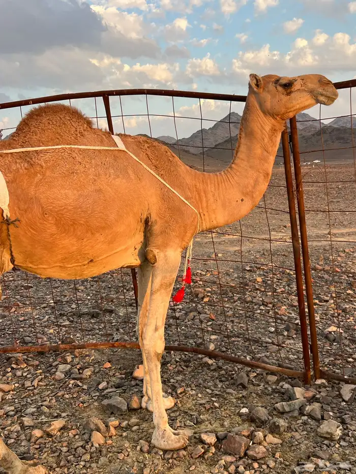 خلفه حمرا مجموع مجموع ب 11800 يبلاش 1