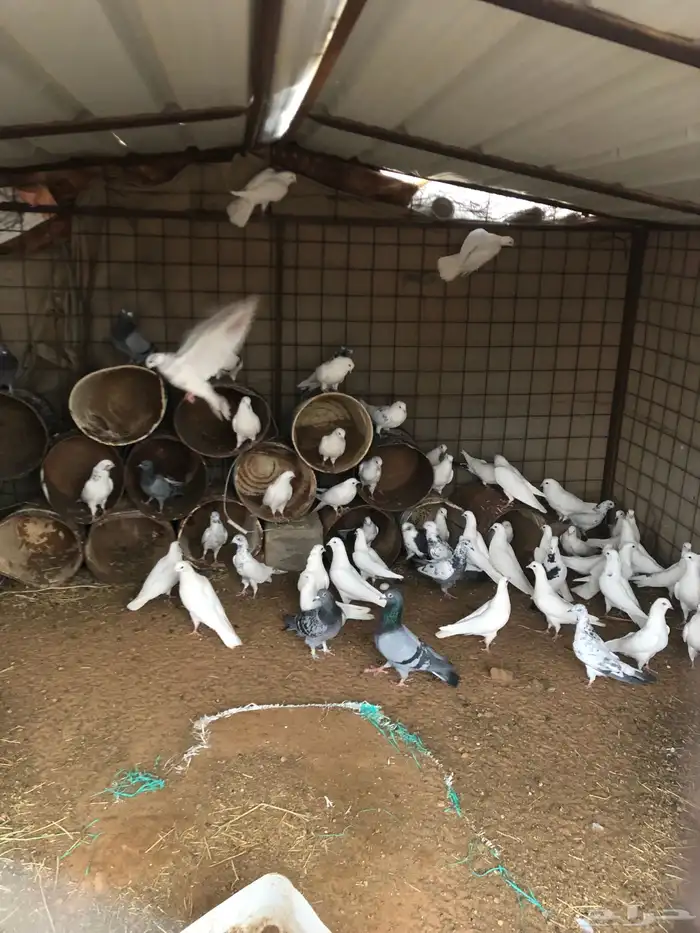 حمام للبيع 0