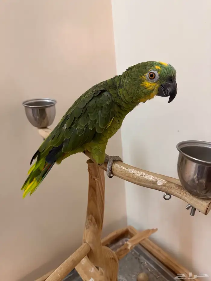 ببغاء امزوني بلو فرنتد 1