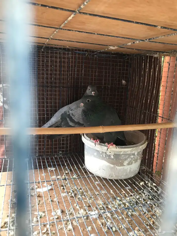 صنعاني اصيل شيبه صوت ناعم وحجم صغير 14