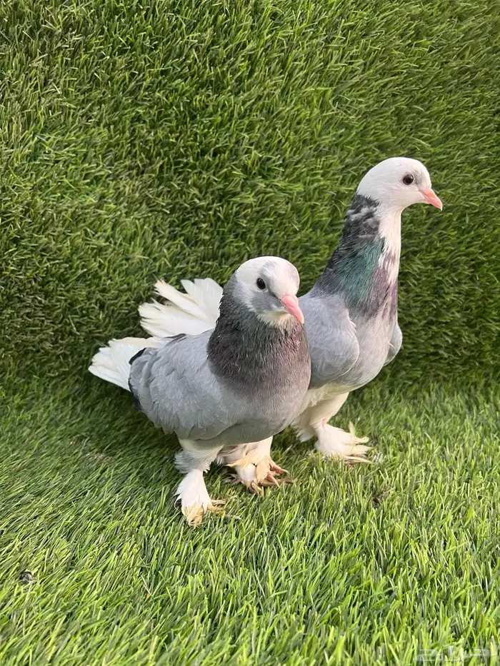 حمام تركي جوز 0