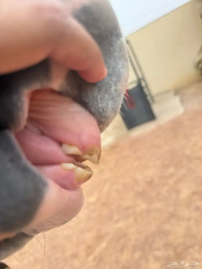 فرس شعبيه شيخه 6