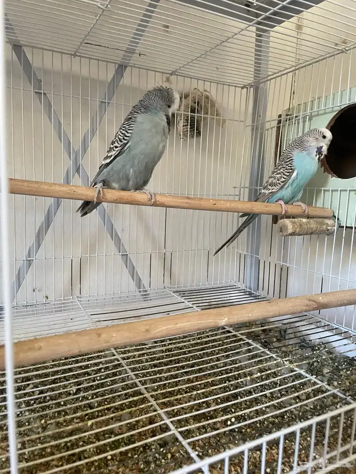 ثلاث ازواج باجي انجليزي وزوجين استرالي 1