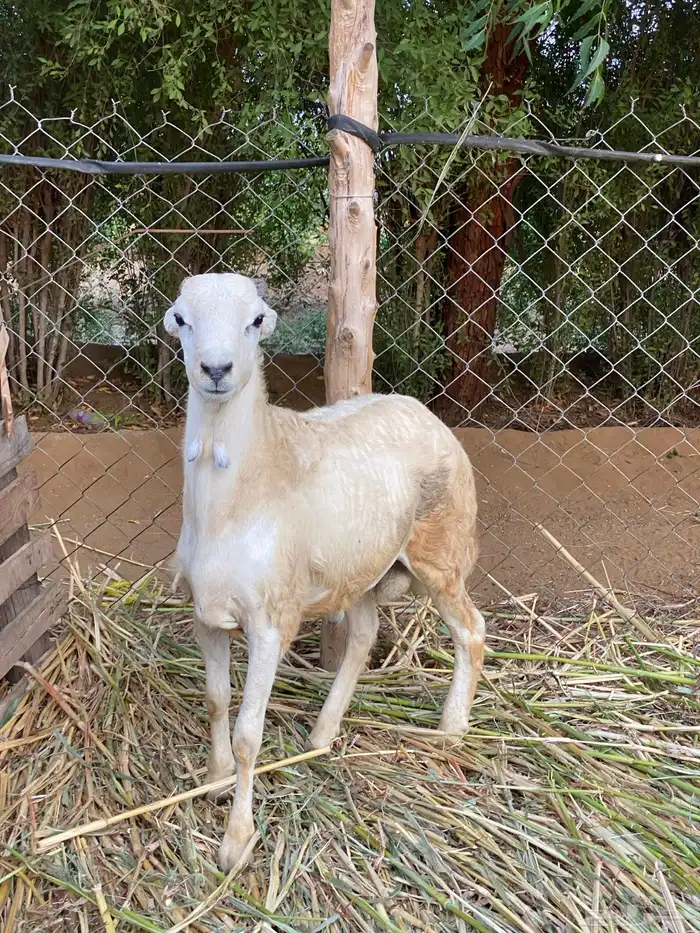 للبيع فحل بلدي 1