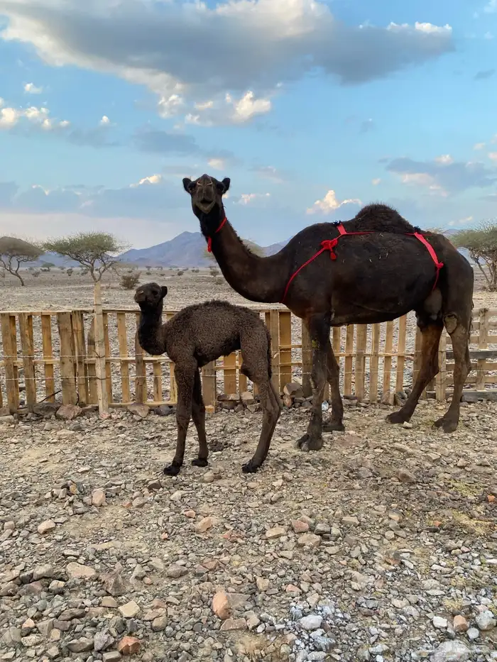 خلفه مصغر مجهم صغيرة سن ناقة كفو منتج الحد9500 2