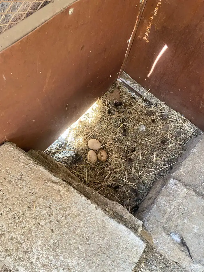 دجاج شامو اسود لاماع 11