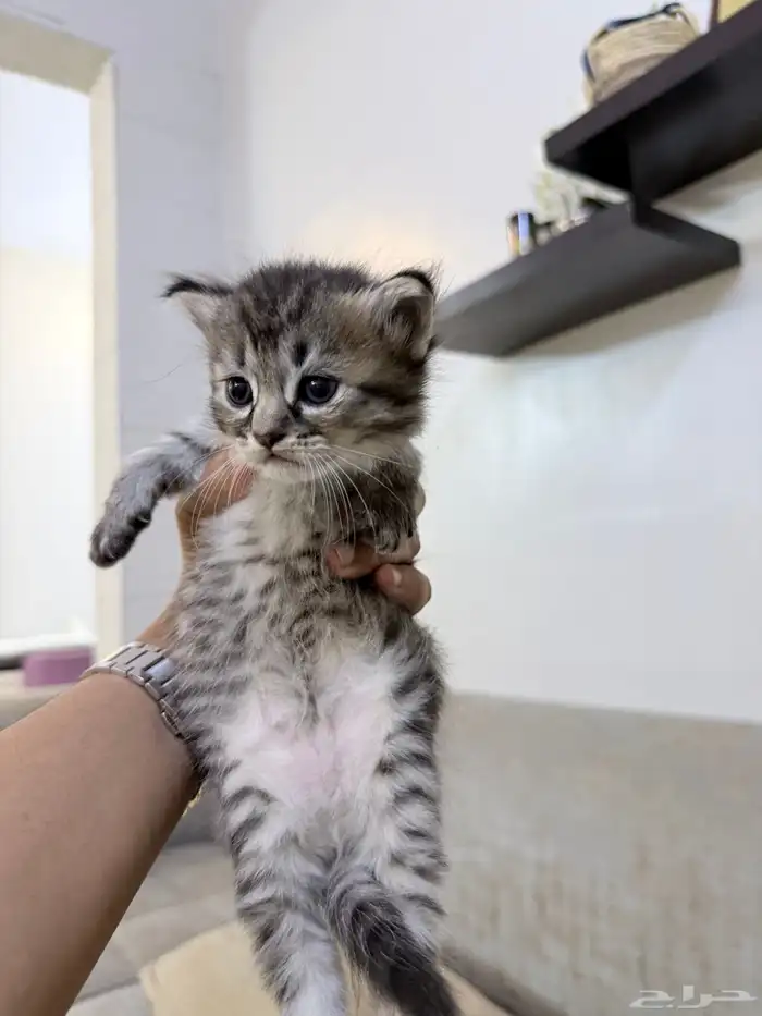 بسة هملايا معاها 2 كيتين 0