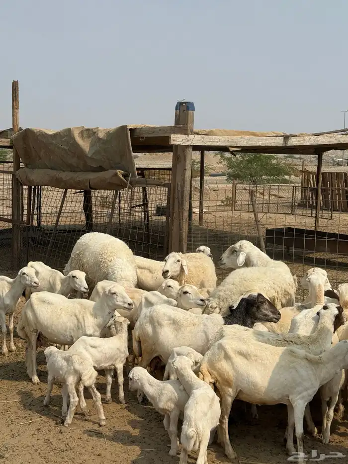 غنم رفيدي 5