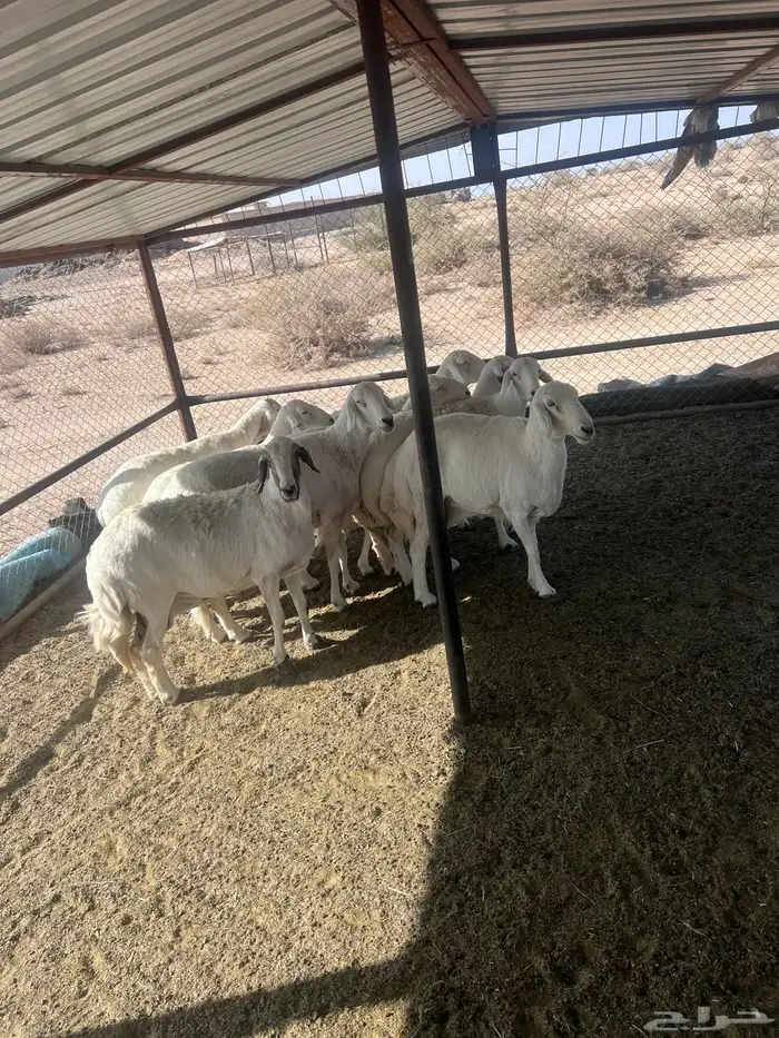 خميس مشيط القاعه 0