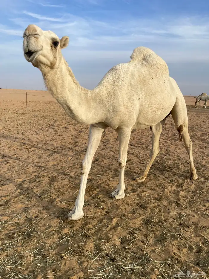 ضروبه وضحاء 1