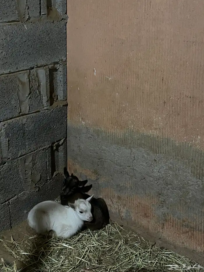 تيوس قزميات صغار 1