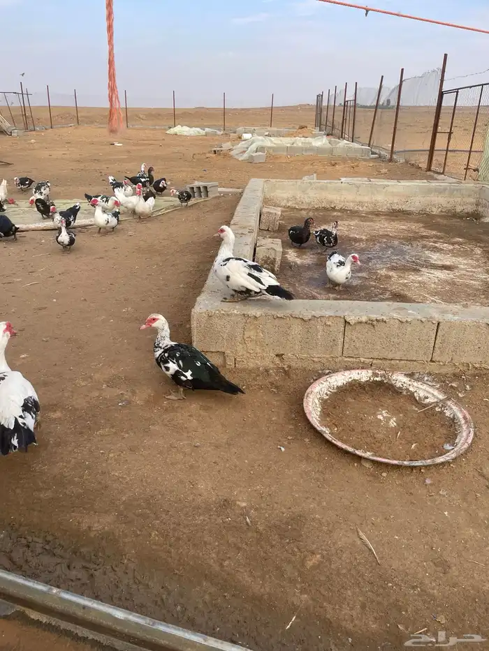 بط بح مكسوفي 4