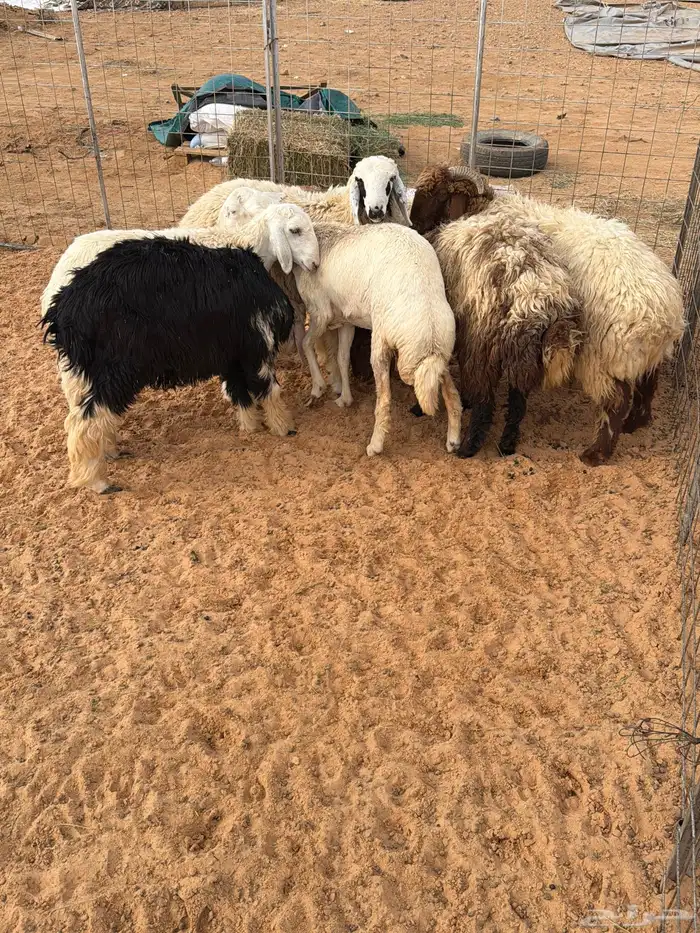 ذبايح للبيع 0