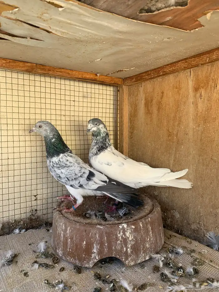 حمام للبيع 0