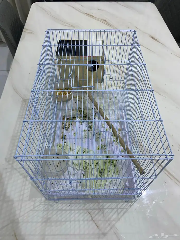 طيور روز جوز متالفين 2