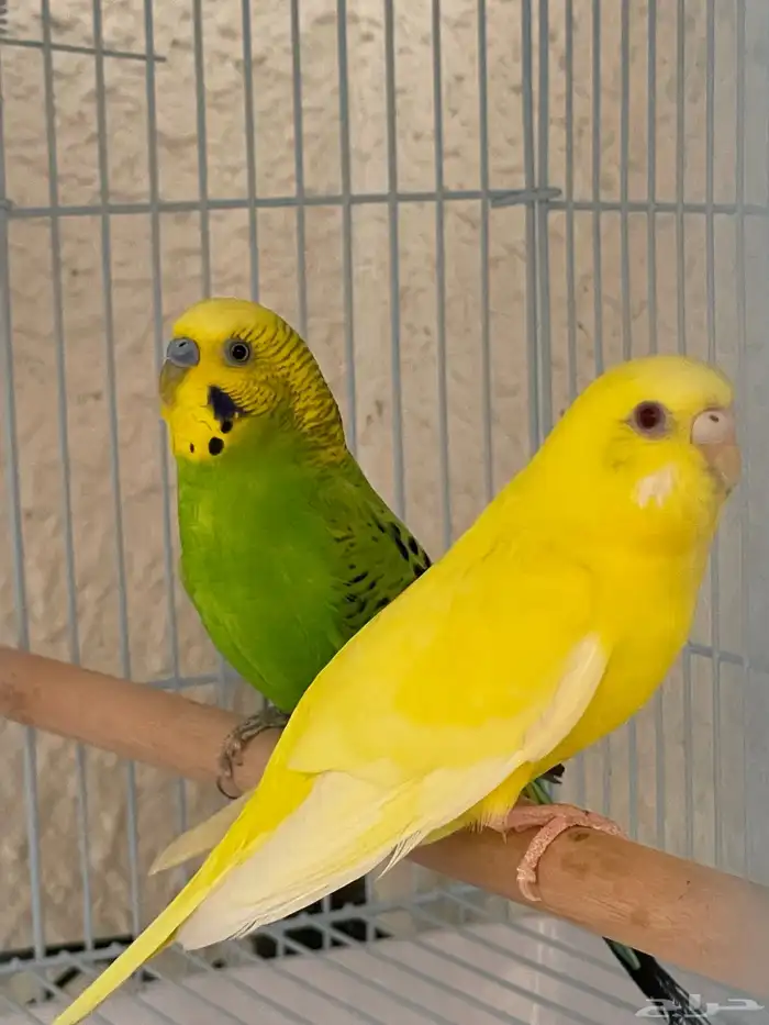 طيور بادجي وملحقاتها للبيع 0